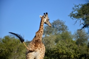 Giraffe at private game park outside Kruger