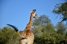 Giraffe at private game park outside Kruger