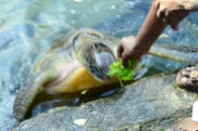 Turtle at Sanctuary